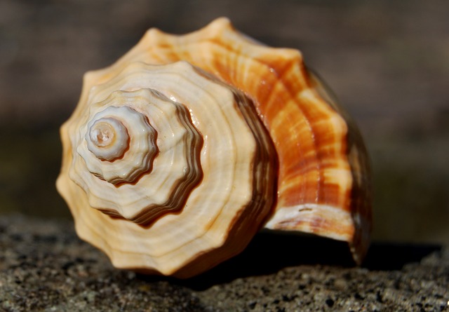 Snail Shell